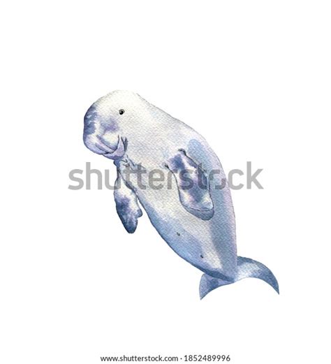 95 Manatee Watercolor Images, Stock Photos, 3D objects, & Vectors ...