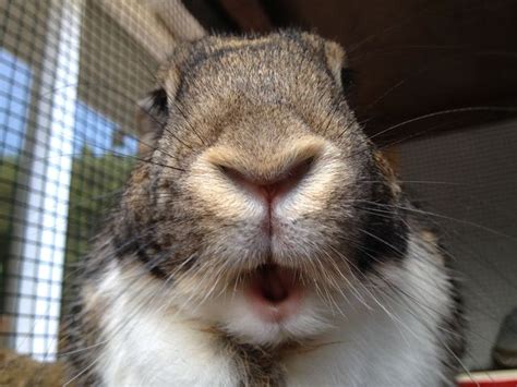 Understanding Rabbit Behavior and Body Language | Rabbit sounds, Rabbit, Rabbit breeds