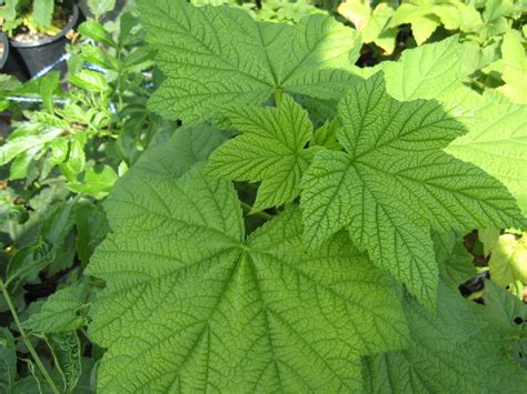 thimbleberry plants ort gardens