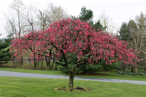Сакура плакучая на штамбе (77 фото) - фото - картинки и рисунки ...