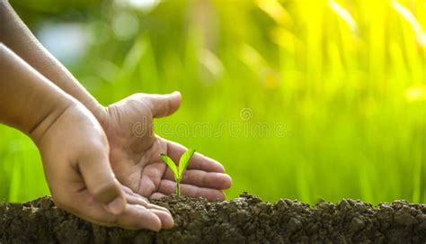 Plantando Rboles Amando El Ambiente Y Protegiendo La Naturaleza Que