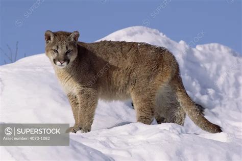 Puma Mountain Lion Cougar Cub In Snow Felis Concolor Usa Captive