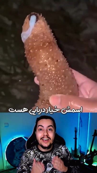 خیار دریایی Sea Cucumber Youtube