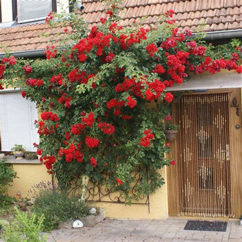 Плетистая Роза Сантана Фото И Описание – Telegraph