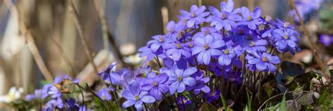 FLORASAD.BY Татьяна цветочки для вас | Растения для сада из Польши ...