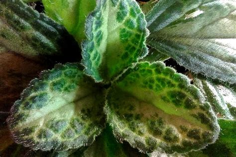 Хирита (примулина) Patina фото и описание