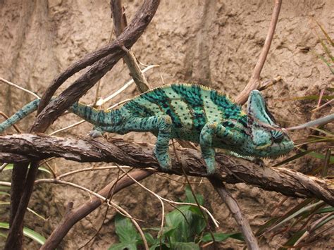 Veiled Chameleon Facts, Habitat, Diet, Baby, Pet Care, Pictures