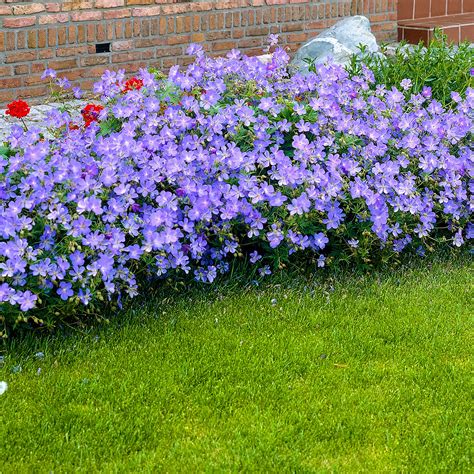 Buy hardy perennial Cranesbill Geranium 'Johnson's Blue' - Organic blue
