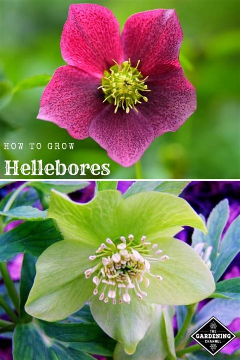 How To Grow Hellebores Flowers Gardening Channel