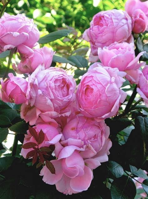 Английская роза Брат Кадфаэль. Brother Cadfael rose | PLANTE.md