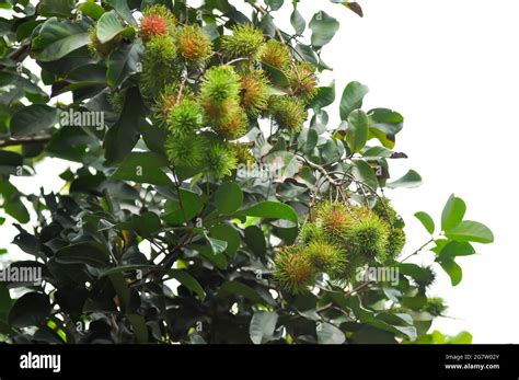 Rambutan Flower