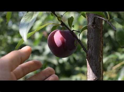 Слива Руби Кранч - сигнальные плоды, отзывы, саженцы - Агро Сад 2021 ...