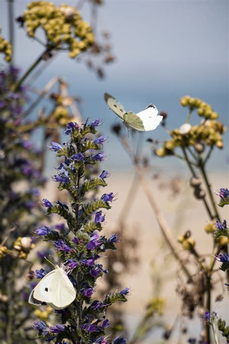 Flowers, bees, butterflies and biodiversity - BES Net