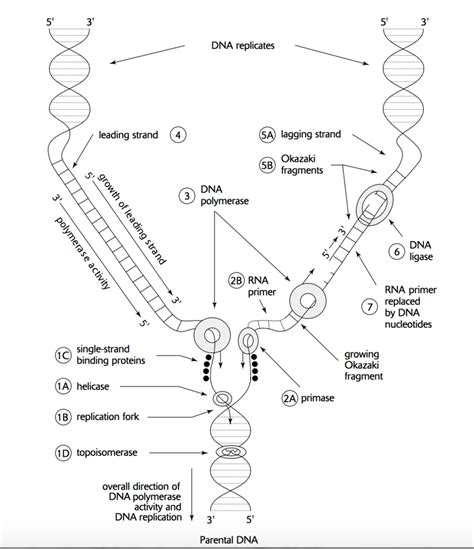 Dna Replication Elongation Diagram Quizlet