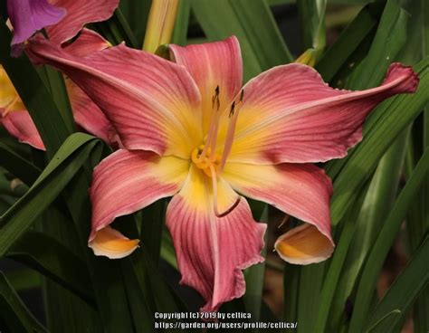 Daylily Hemerocallis Lake Norman Spider In The Daylilies Database