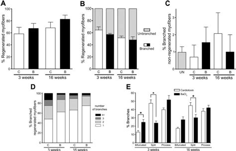 Extensive Myofiber Branching Occurs In Regenerating Wild Type Muscles Download Scientific