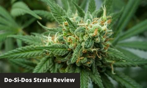 Do-Si-Dos Strain Grow Info & Review 2021 | GreenBudGuru