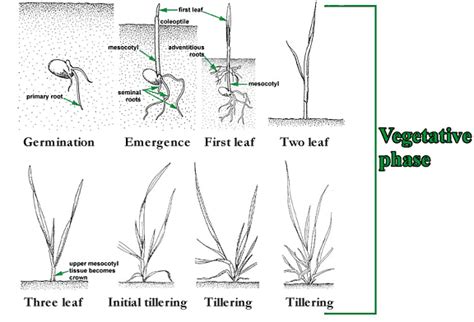 Jointing And Non Jointing Grasses Forage Information System Oregon State University