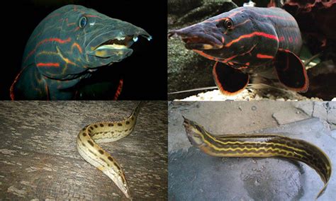 mengenali spesies ikan tilan  membara