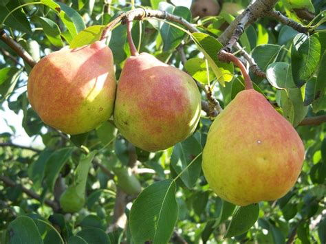 Груша Галиана: описание и характеристики сорта, особенности посадки и ...