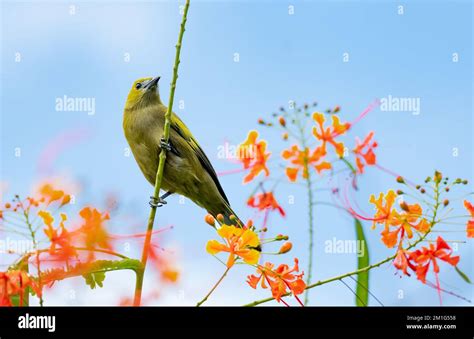 Tropical Bird Palm Tanager Perched On A Branch With A Background Of