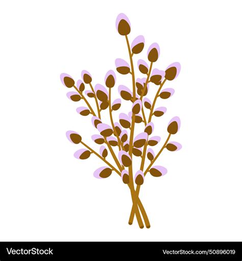 Pussy Willow Branches Royalty Free Vector Image