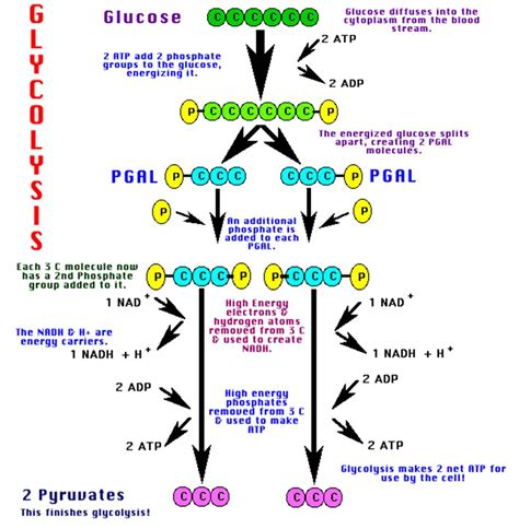 proses  tahapan glikolisis jurnal