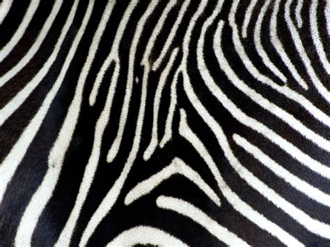 Zebra Pattern Wallpapers - Wallpaper Cave