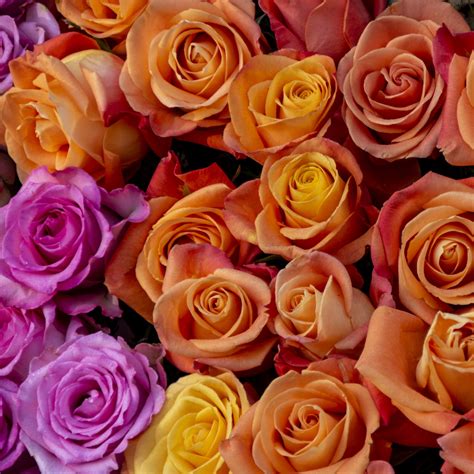 assorted colored roses  stock photo public domain pictures