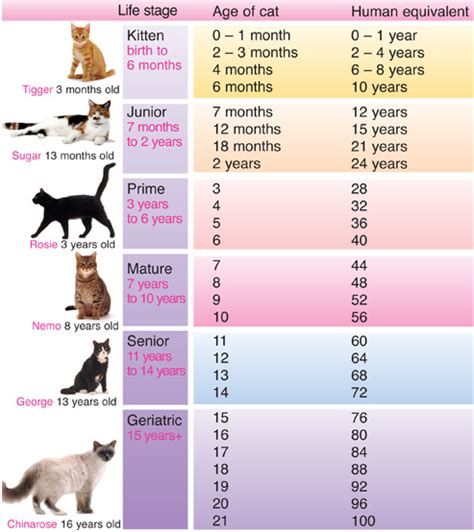 Cat Age | Cats Wiki | Fandom