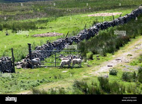 Field Gate Sheep In Field Hi Res Stock Photography And Images Alamy