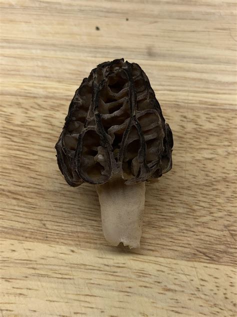 Morel Rmushroomid