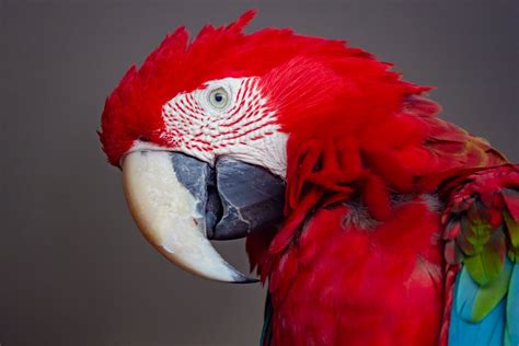 Red, Blue, and Green Parrot · Free Stock Photo