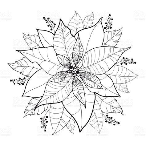Vetor Poinsettia Flor Ou Estrela De Natal Em Preto Isolado