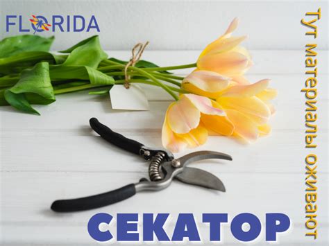 Хвилина слави: секатор