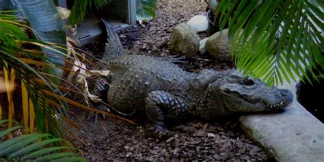 African Dwarf Crocodile