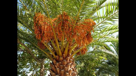 хурма дарахти - YouTube