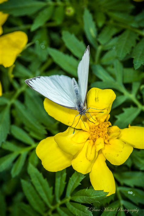 Dow Gardens Blooming Butterflies Dave Michel Photography