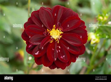 yellow red flower petals centre  res stock photography  images alamy