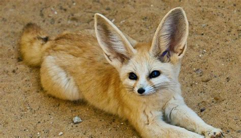 Qual É O Animal Mais Fofo Do Mundo - Os 10 animais mais fofos do mundo | Maliária