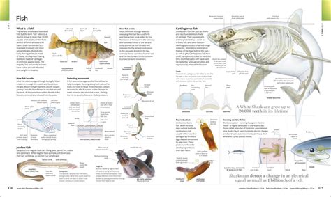 visual encyclopedia owlbooksdk