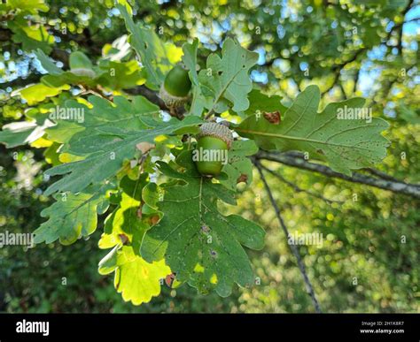 oak tree leaves  acorns  res stock photography  images alamy