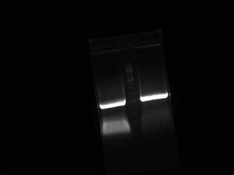 What Is The Higher Molecular Weight Band Which I Get In My Eluted Dna
