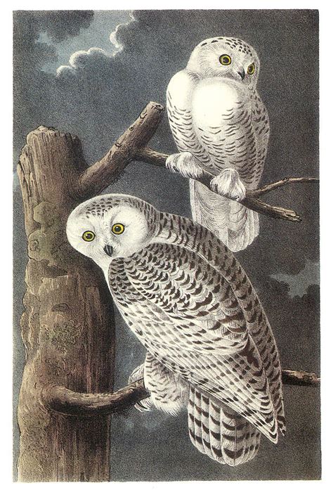Snowy Owl Painting By John James Audubon Pixels