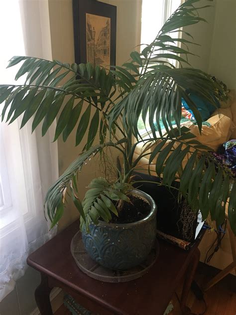What kind of palms are these houseplants? Thanks for your help! : r