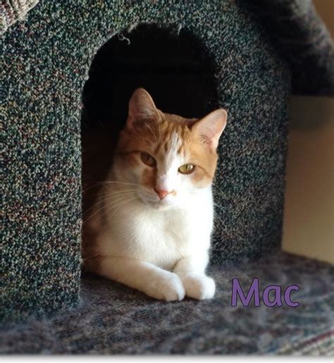 mac victoria county spca