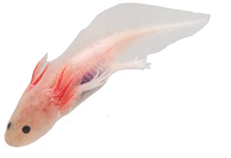 Axolotls Avonturia