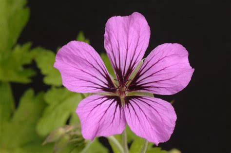 Geraniaceae G Patricia