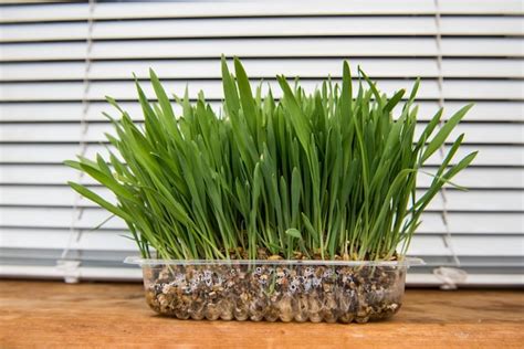 Premium Photo Fresh Green Grass Cat Grass Pet Grass Natural Hairball
