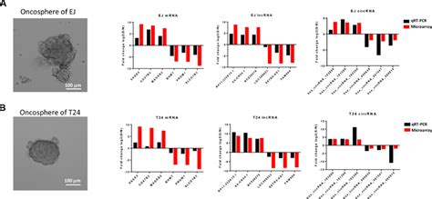Character analysis of differentially expressed lncRNAs and circRNAs ...